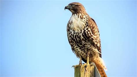 hawk/live|hawks live game.
